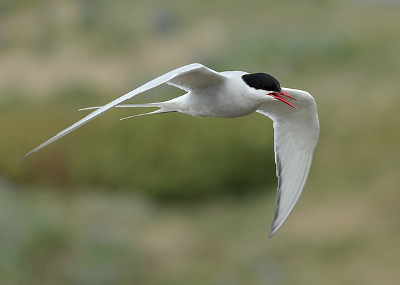 Arctic Tern Sterna paradisaea