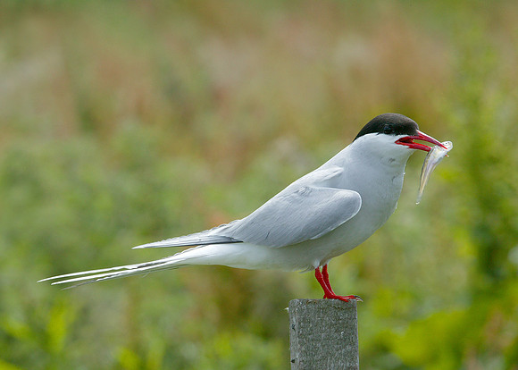 Arctic Tern Sterna paradisaea