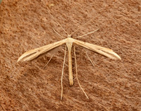 45.044 BF1524 Common Plume Emmelina monodactyla