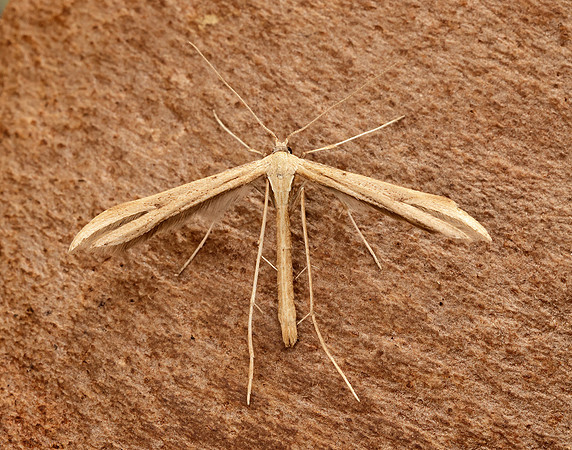 45.044 BF1524 Common Plume Emmelina monodactyla