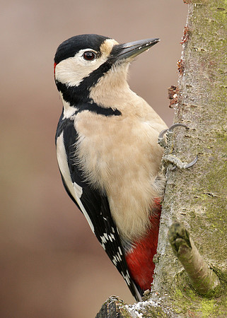 Great Spotted Woodpecker Dendrocopus major