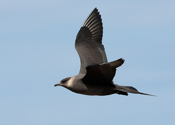 Arctic Skua Stercorarius parasiticus