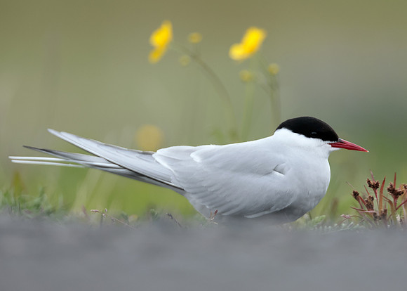 Arctic Tern Sterna paradisaea