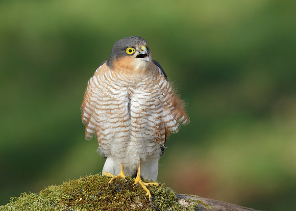 Sparrowhawk Accipiter nisus