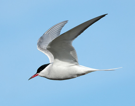 Arctic Tern Sterna paradisaea