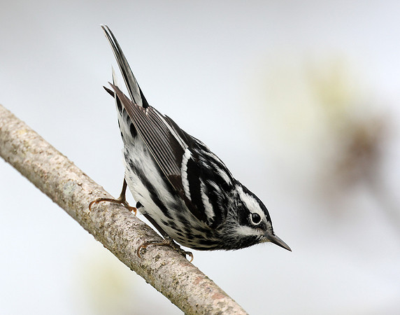 Black & White Warbler Mniotilta varia