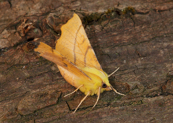 70.234 BF1913 Canary-shouldered Thorn Ennomos alniaria