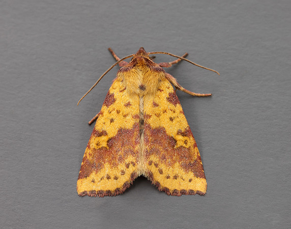 73.181 BF2273 Pink-barred Sallow Xanthia togata