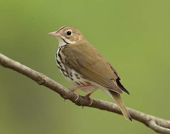 Ovenbird Seiurus aurocapilla