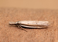 28.025 BF654 Pleurota bicostella