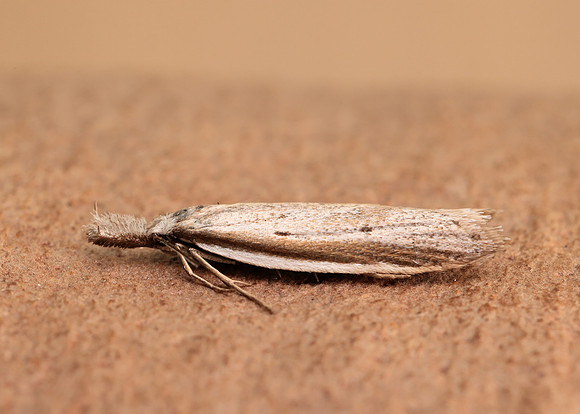 28.025 BF654 Pleurota bicostella