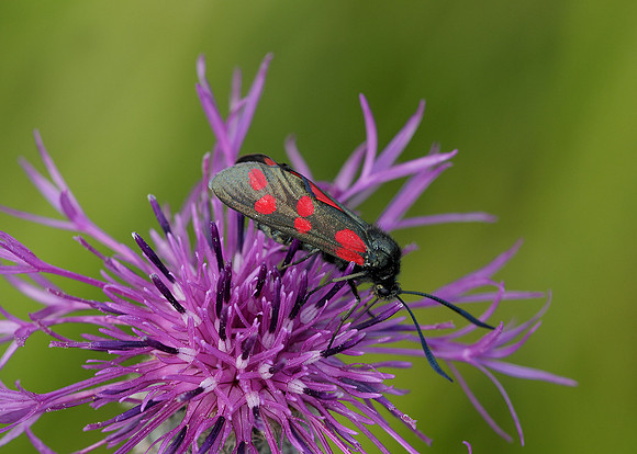 54.008 BF0169 Six-Spot Burnet Zygaena filipendulae