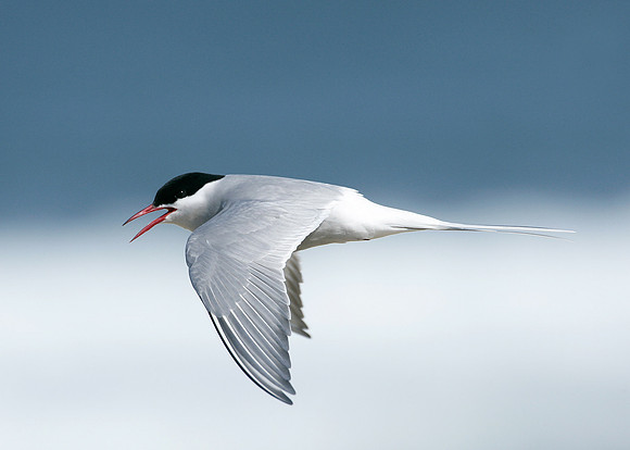 Arctic Tern Sterna paradisaea