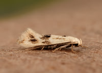 38.039 BF609 Elachista maculicerusella