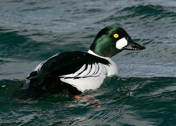 Goldeneye Bucephala clangula