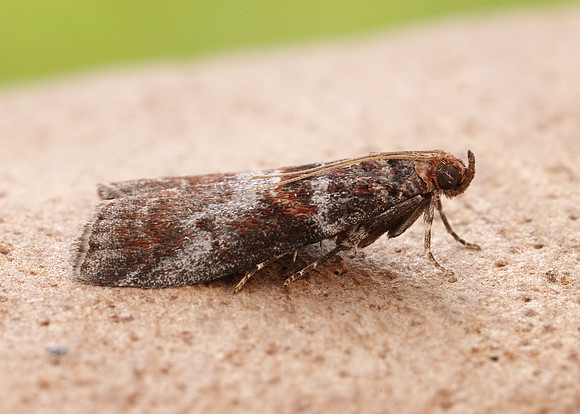 62.035 BF1439 Acrobasis advenella