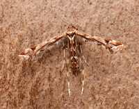 45.010 BF1497 Beautiful Plume Amblyptilia acanthadactyla