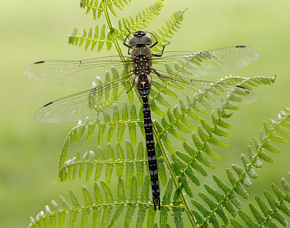 Migarnt Hawker Aeshna mixta