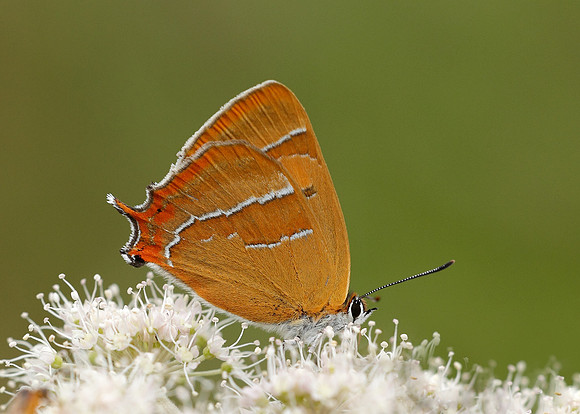 Brown Hairstreak Thecla betulae