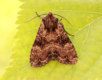 73.155 BF2327 Clouded Brindle Apamea epomidion