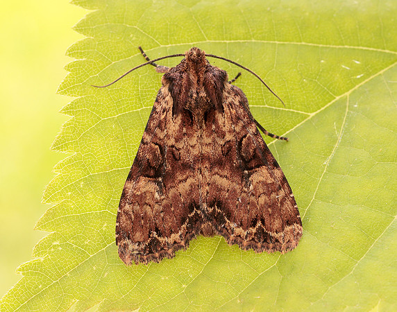 73.155 BF2327 Clouded Brindle Apamea epomidion