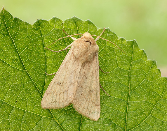 73.295 BF2195 Delicate Mythimna vitellina
