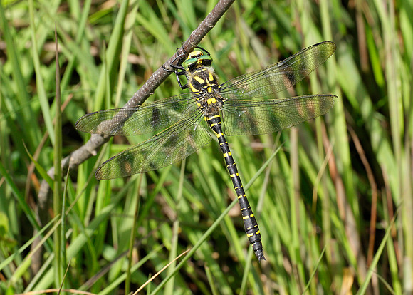 Golden-ringed Dragonfly Cordulegaster boltonii