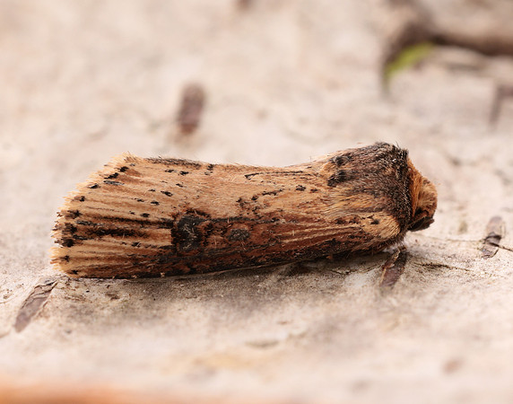 73.328 BF2098 Flame Axylia putris