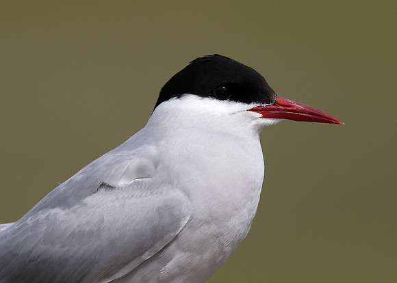 Arctic Tern Sterna paradisaea