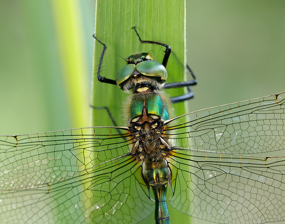Brilliant Emerald Somatochlora metallica