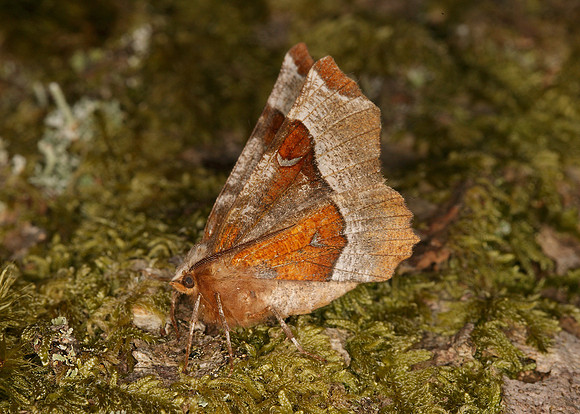 70.239 BF1919 Purple Thorn Selenia tetralunaria