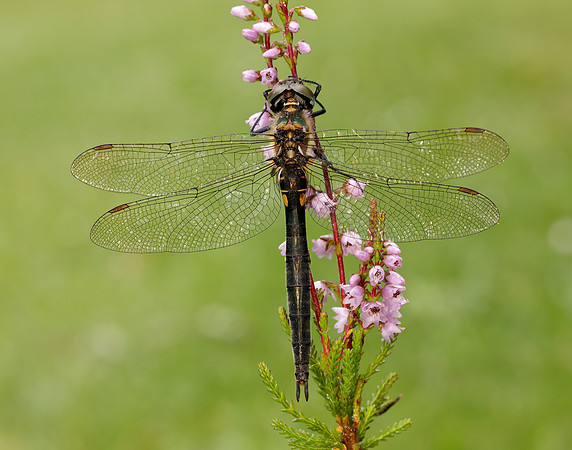 Northern Emerald Somatochlora arctica
