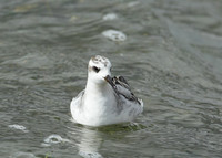 Grey Phalarope Phalaropus fulicarius