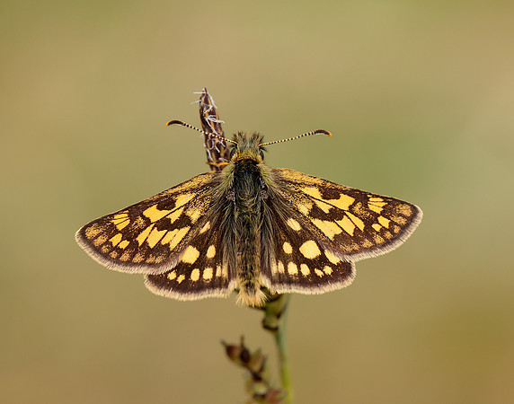 Chequered Skipper Carterocephalus palaemon