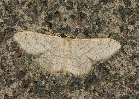 70.016 BF1713 Riband Wave Idaea aversata