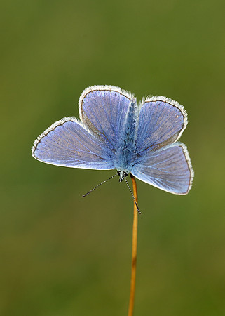Common Blue Polyommatus icarus