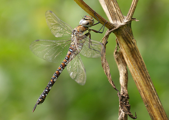 Migrant Hawker Aeshna mixta