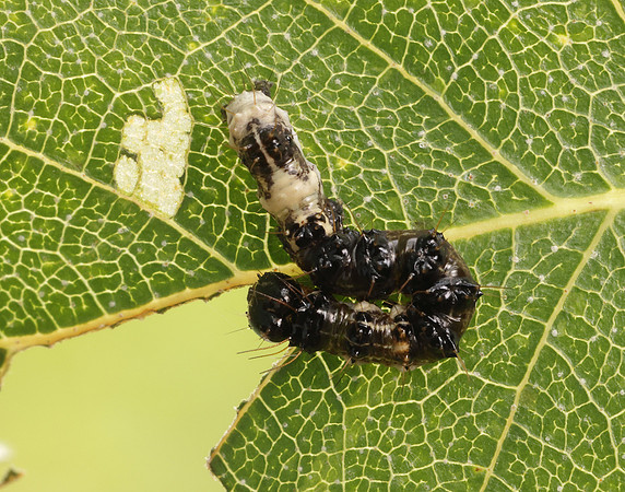 73.036 BF2281 Alder Moth Acronicta alni