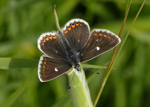 Northern Brown Argus Aricia artaxerxes artaxerxes