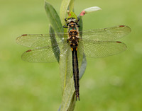 Northern Emerald Somatochlora arctica
