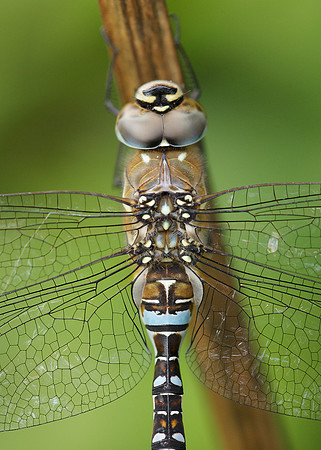 Migrant Hawker Aeshna mixta