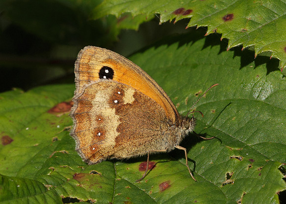 Gatekeeper Pyronia tithonus