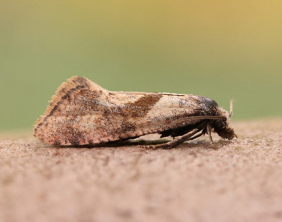 49.132 BF956 Cochylidia implicitana
