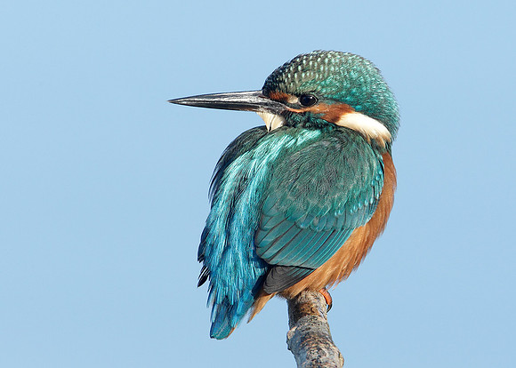 Kingfisher Alcedo atthis
