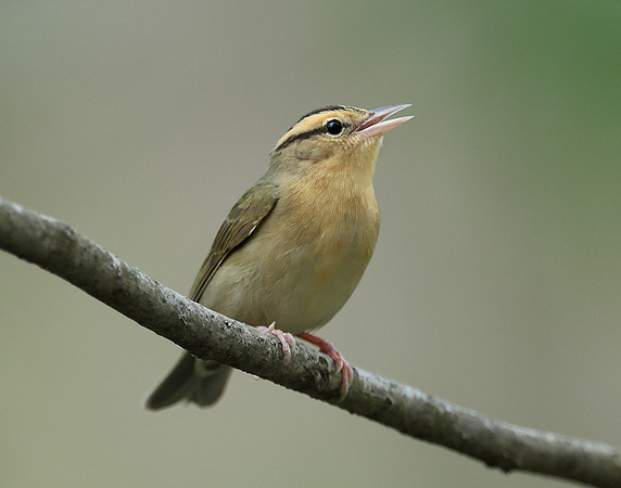 Worm-eating Warbler Helmitheros vermivorum