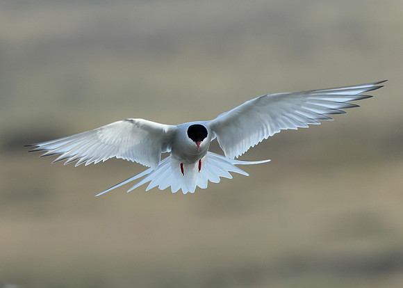 Arctic Tern Sterna paradisaea