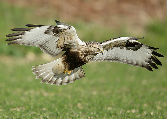 Rough-legged Buzzard Buteo lagopus