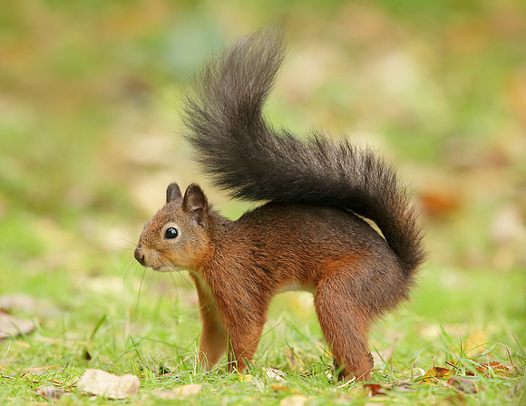 Red Squirrel Sciurus vulgaris