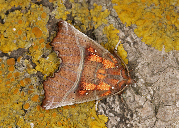 72.001 BF2469 Herald Scoliopteryx libatrix