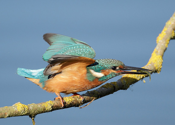 Kingfisher Alcedo atthis